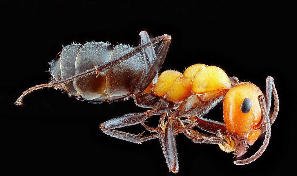 Ant Control service in Staten Island, NY