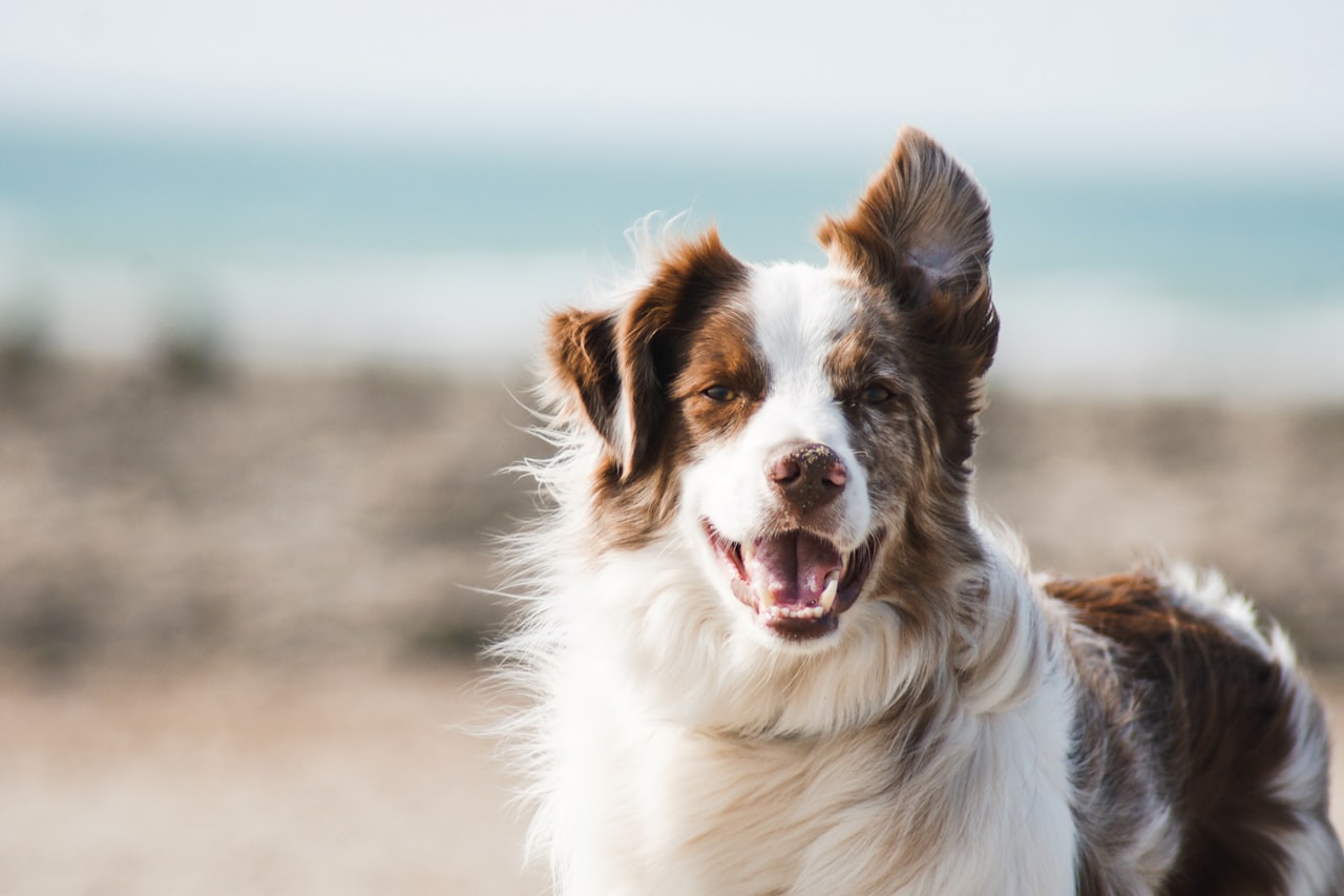 Flea & Tick Control service in Staten Island, NY