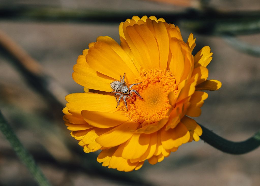 Spider Control service in Staten Island, NY